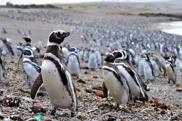2000多只死企鹅被冲到乌拉圭海岸，原因尚不清楚