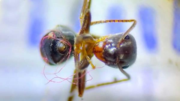 研究:受塑料垃圾影响最严重的蚂蚁会被微粒困住